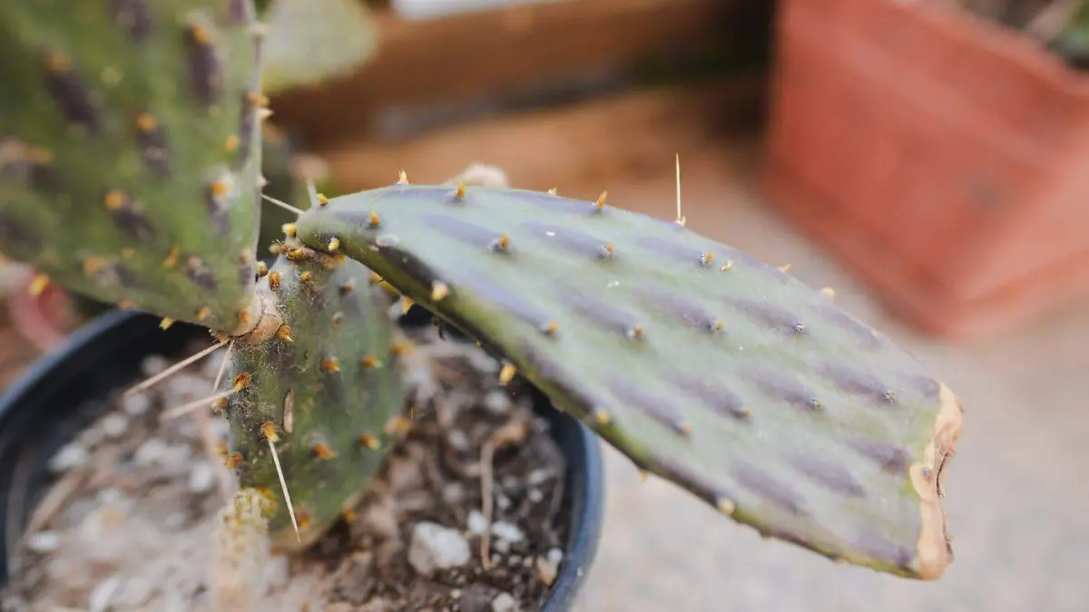nueva especie de nopal, “Opuntia Fortanelli”