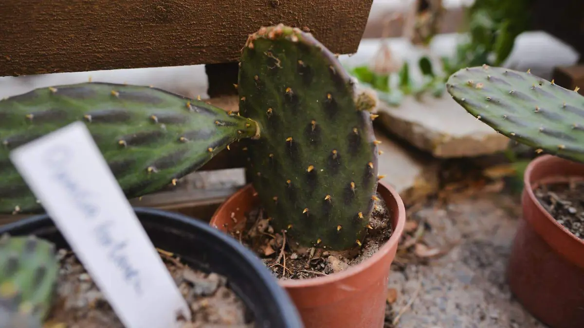 nueva especie de nopal, “Opuntia Fortanelli” 
