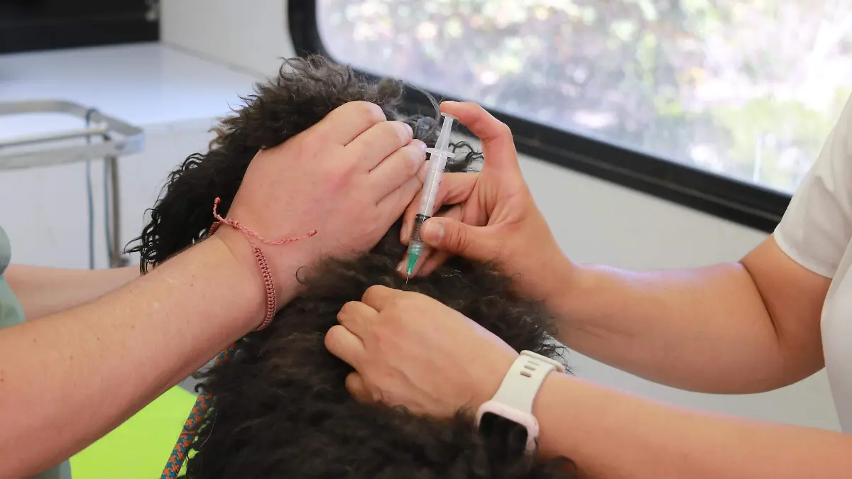 MASCOTAS ATENCION (12)