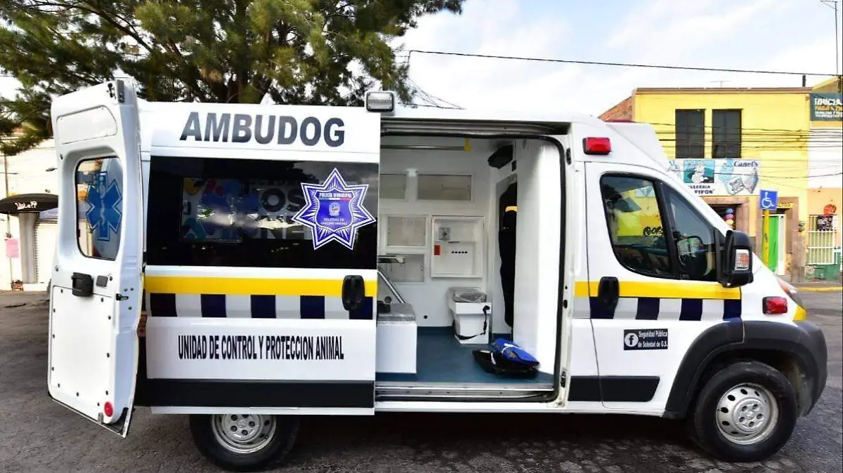 ambudog