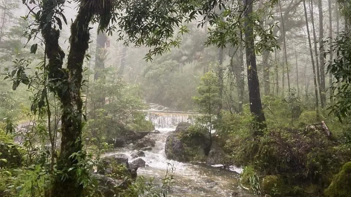 Bosque de Niebla 