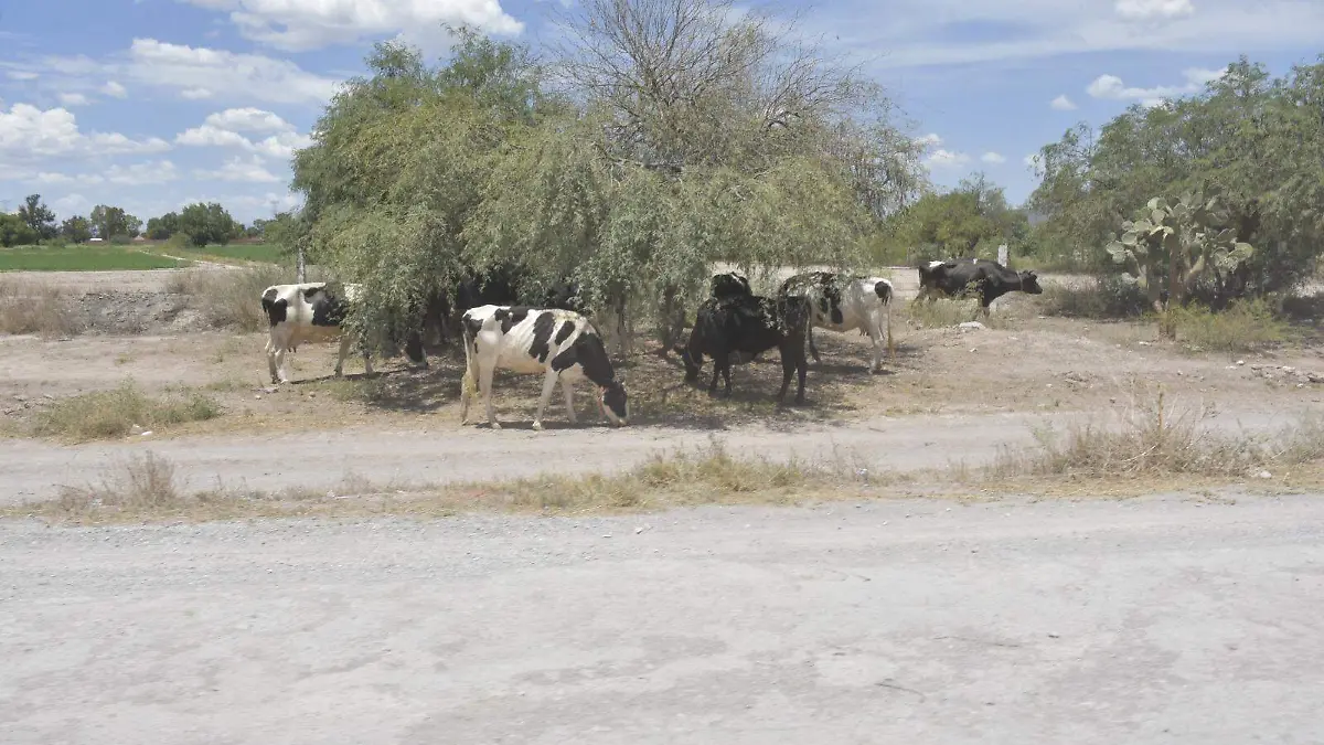 campo