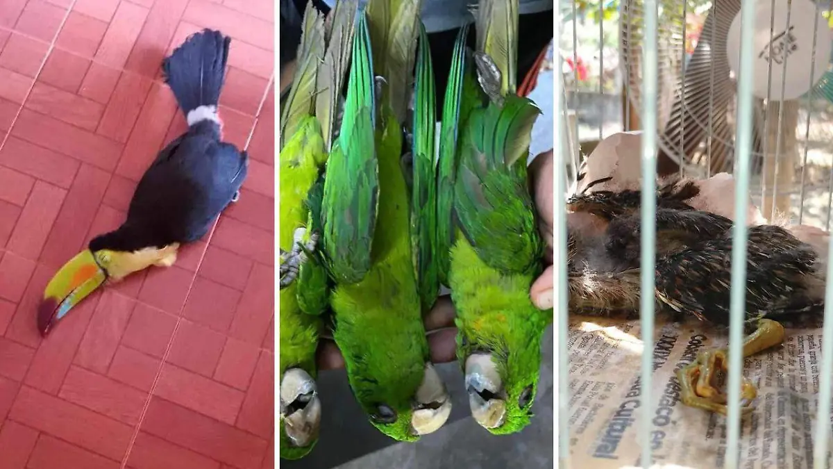 Aves afectadas por la ola de calor