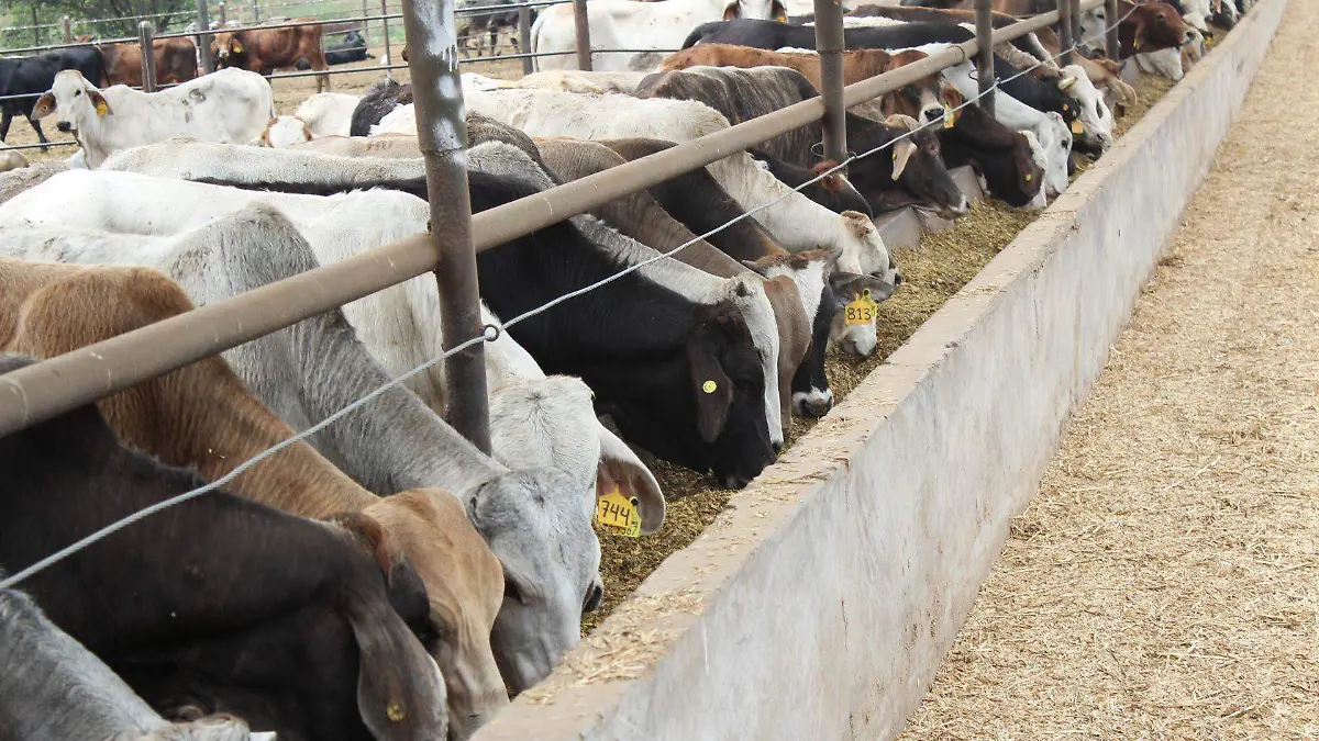 1012851_Campaña vs Tubercolosis Bovina_web