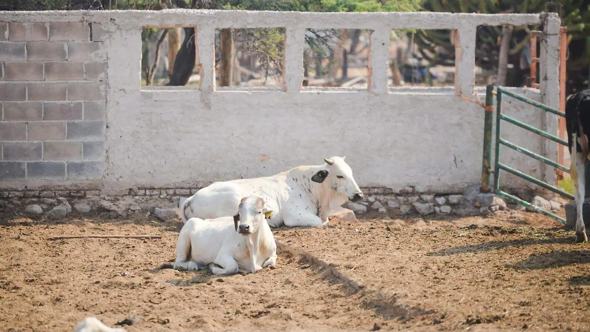 Asociaciones zootecnistas de zona media Ya sé capacitan para detectar y contener contagio de gusano barredor. Imágenes Juana María olivo para Alejandra Ruiz (1).jpg
