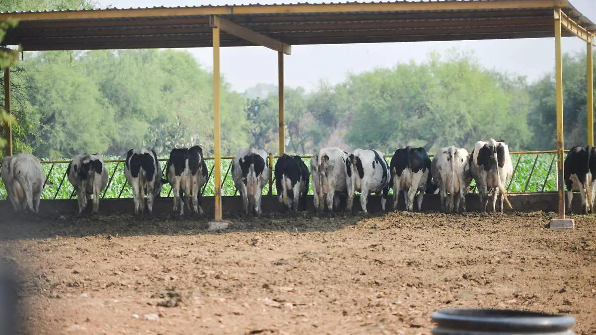 Asociaciones zootecnistas de zona media Ya sé capacitan para detectar y contener contagio de gusano barredor. Imágenes Juana María olivo para Alejandra Ruiz (4).jpg