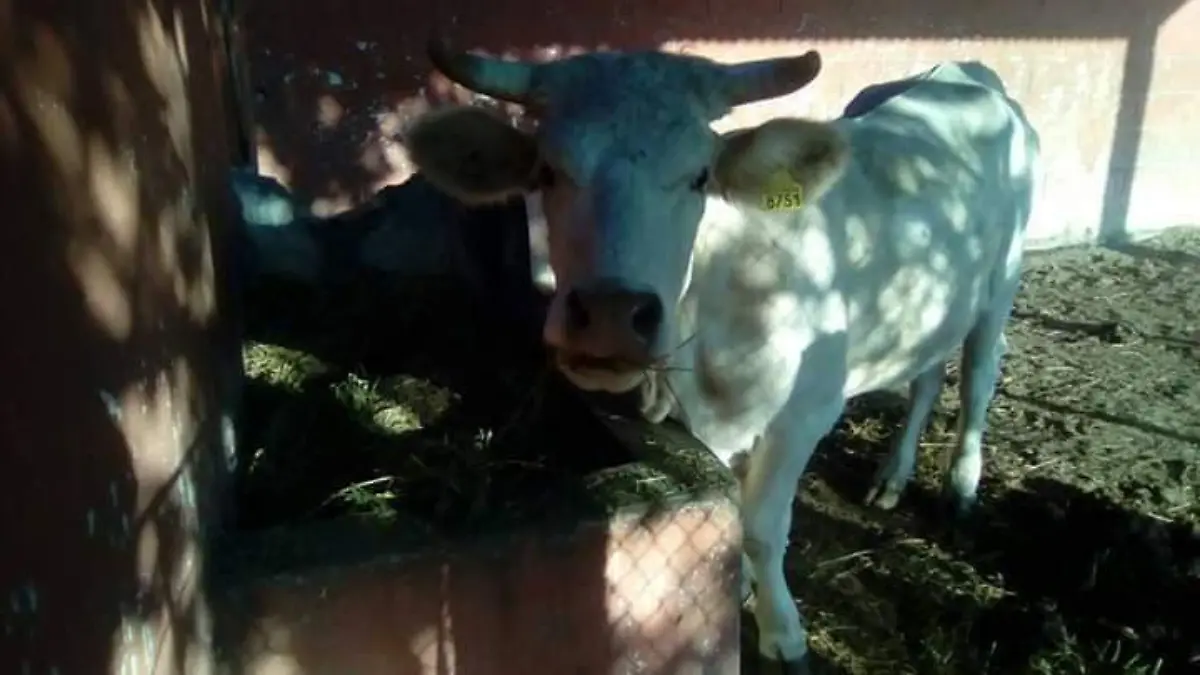 Reportan abigeato en Matehuala