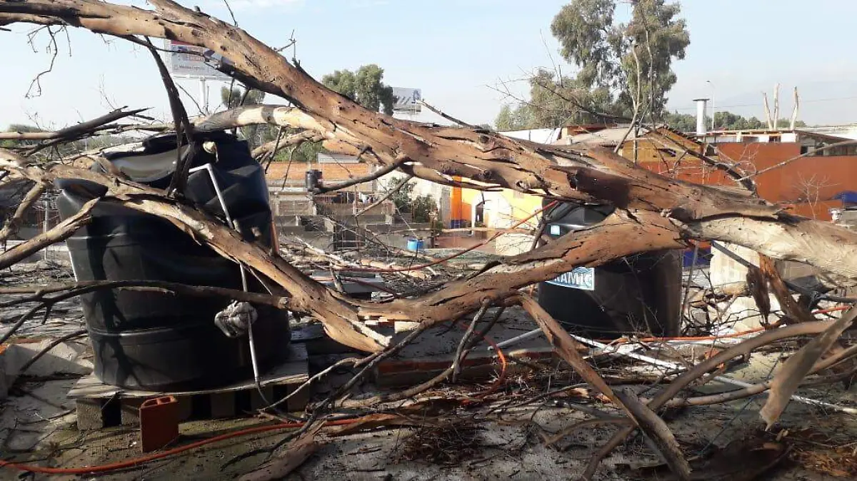 PC ÁRBOLES TEMPORADA DE LLUVIAS 2