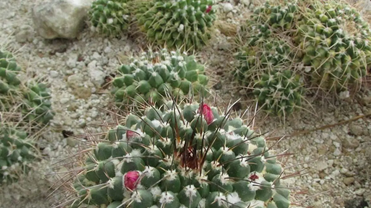 cactáceas