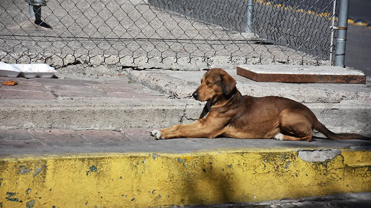 perro-callejero-NR