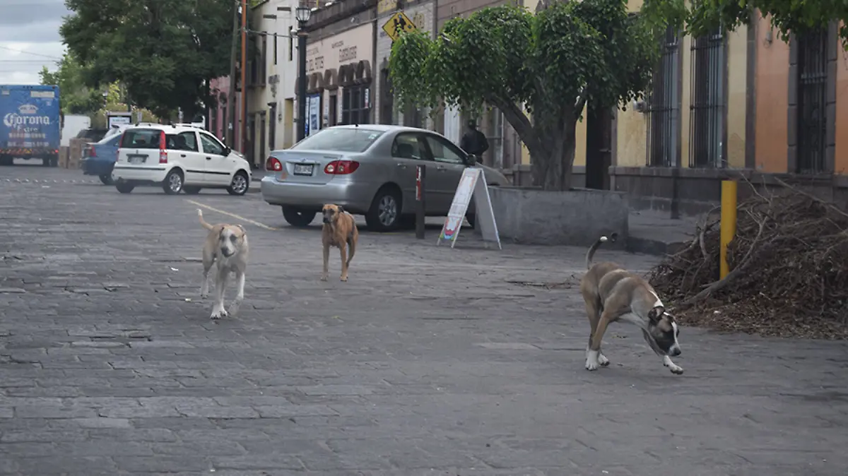 Perros-callejeros-DE