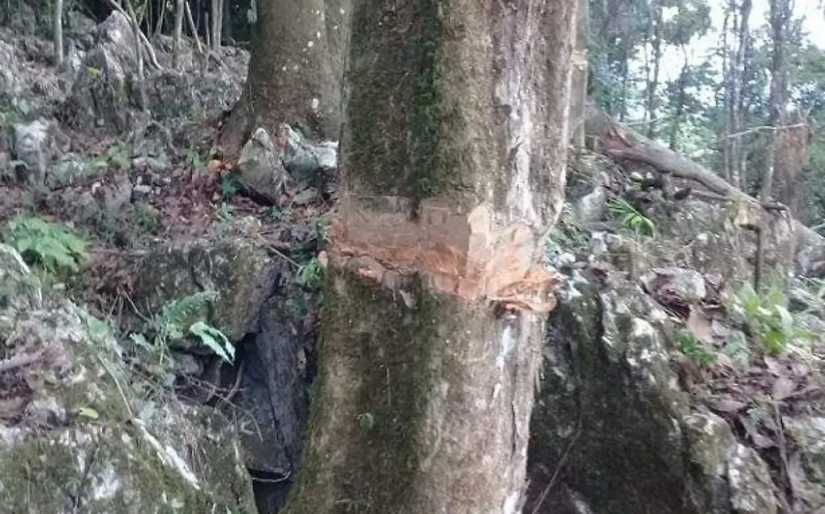 tala clandestina xilitla