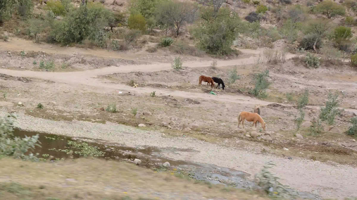 LA POCA AGUA DE LA PRESA DE SAN JOSE HACE QUE LOS ANIMALES BUSQUEN EL VITAL LIQUIDO  (1)