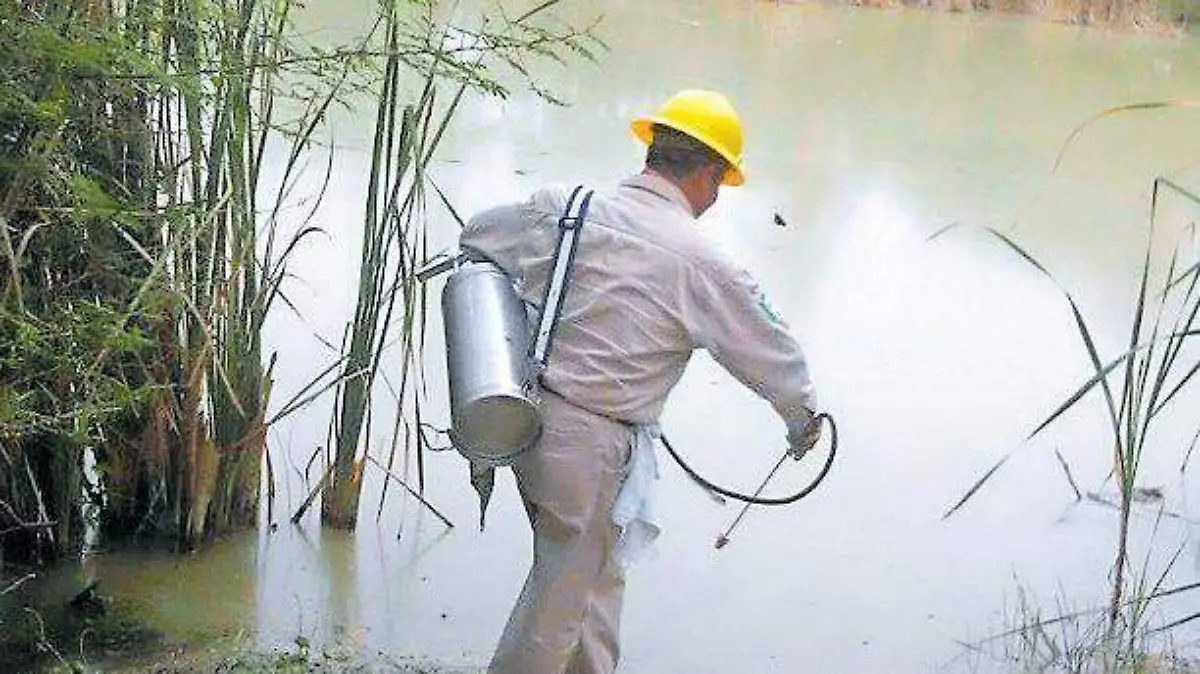 dengue