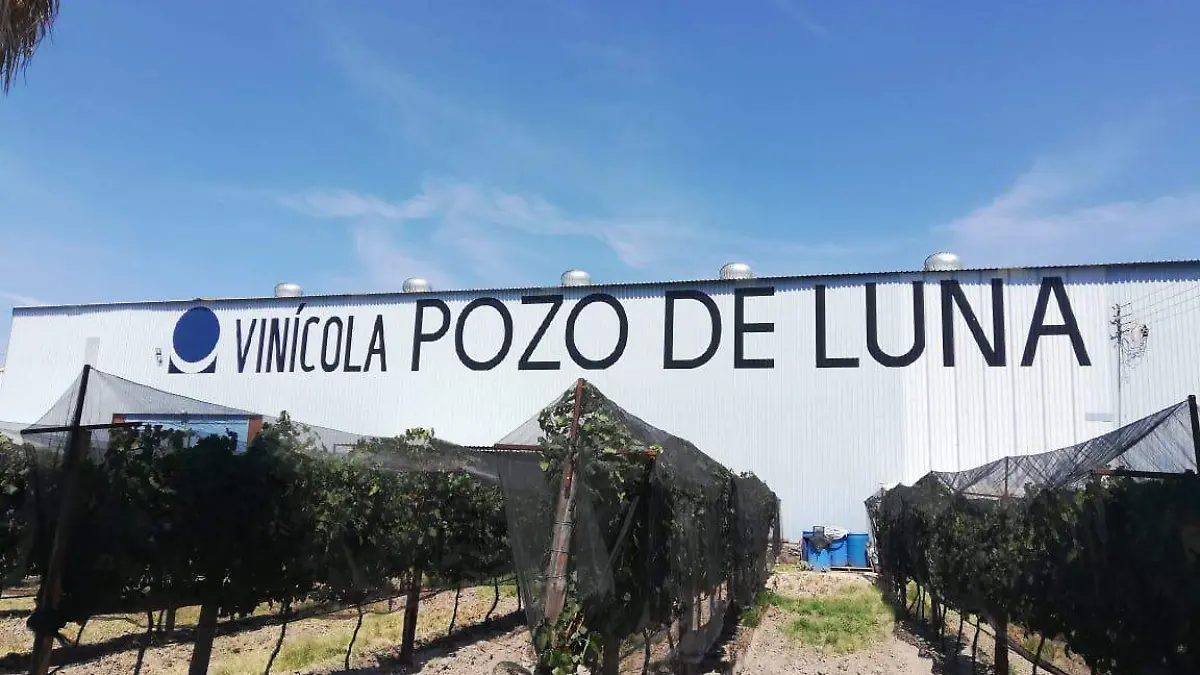 Vinicola Pozo de Luna (1)