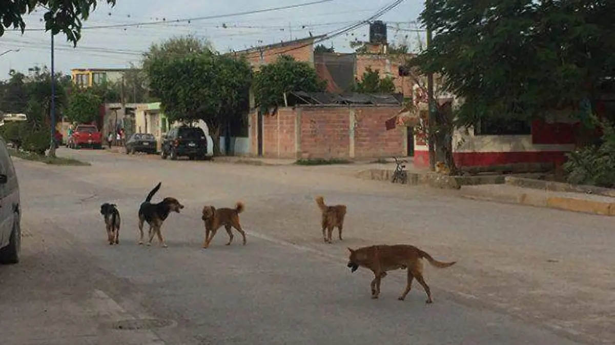 PERROS-CALLE
