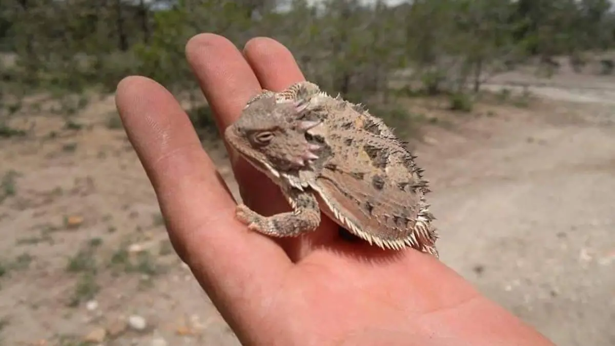 lagarto cornudo  (1)
