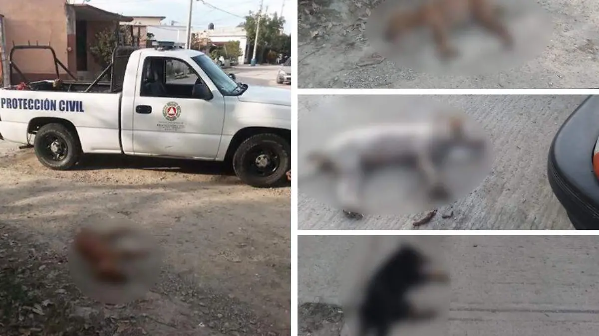 perros muertos