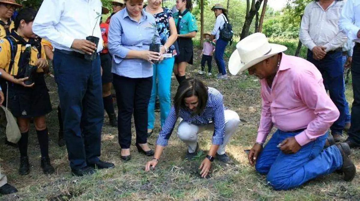 algodoncillo reforestar tantocob
