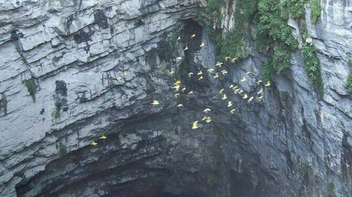 Sotano de Golondrinas