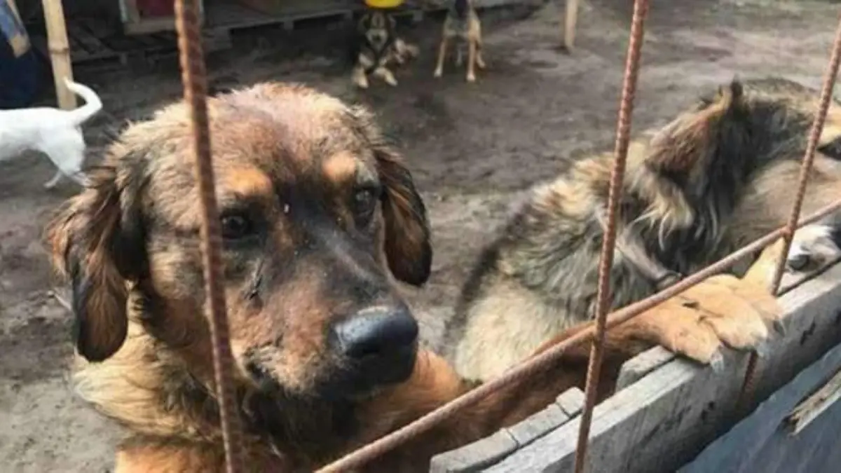 maltrato animal