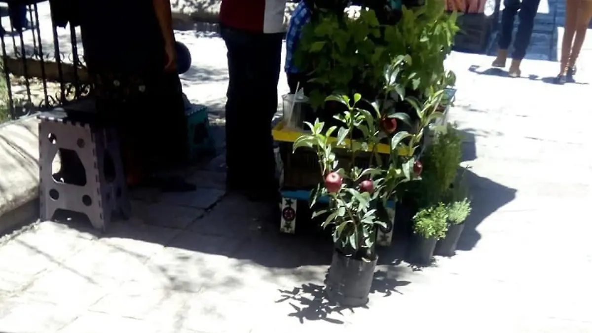 plantas de  ligorio como frutales