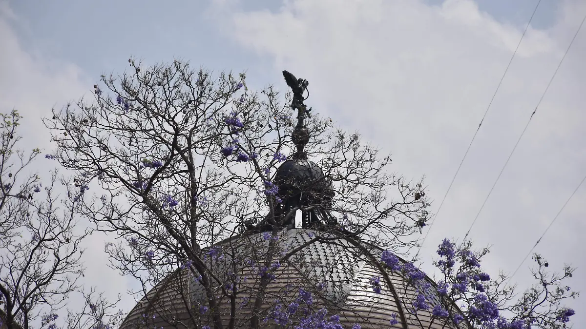 cupula y jacarandas 