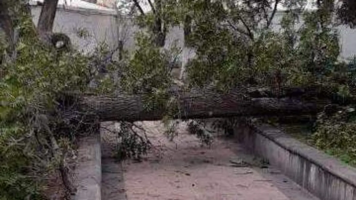 Al árbol que cayó en el Parque del Pueblo