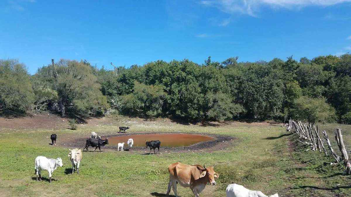 lluvia campo (1)