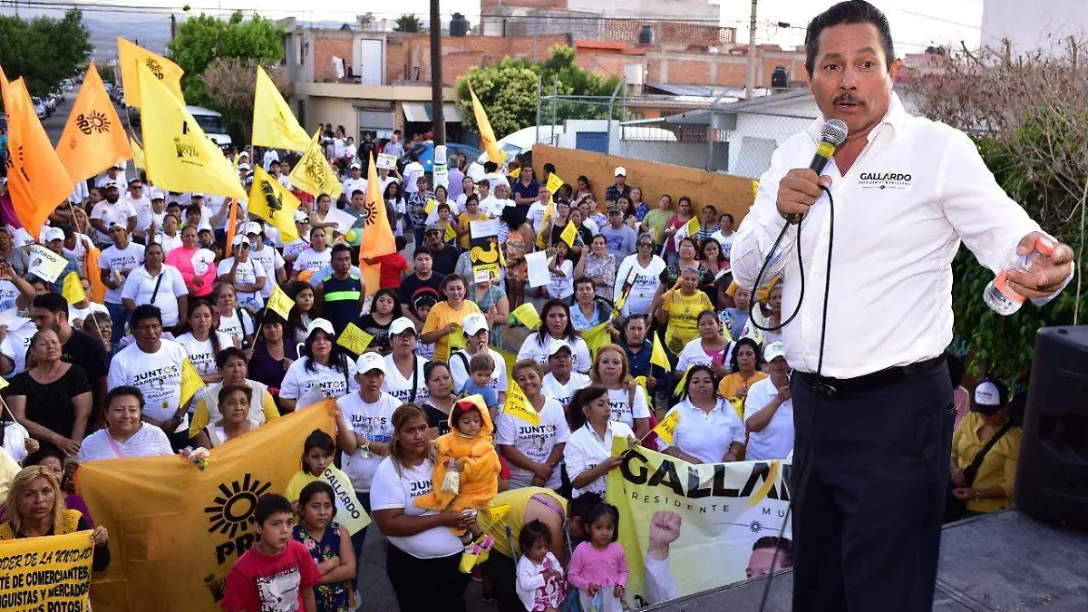 foto gallo