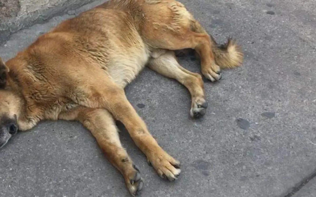 perro abandonado