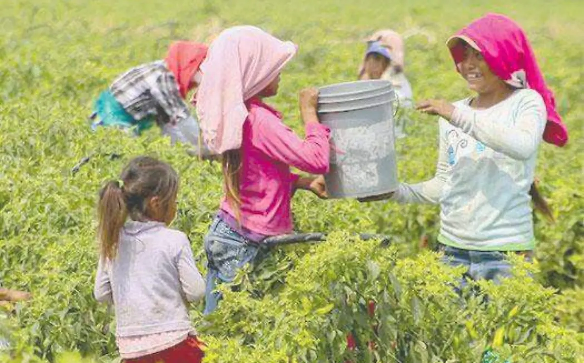 jornaleros agricolas