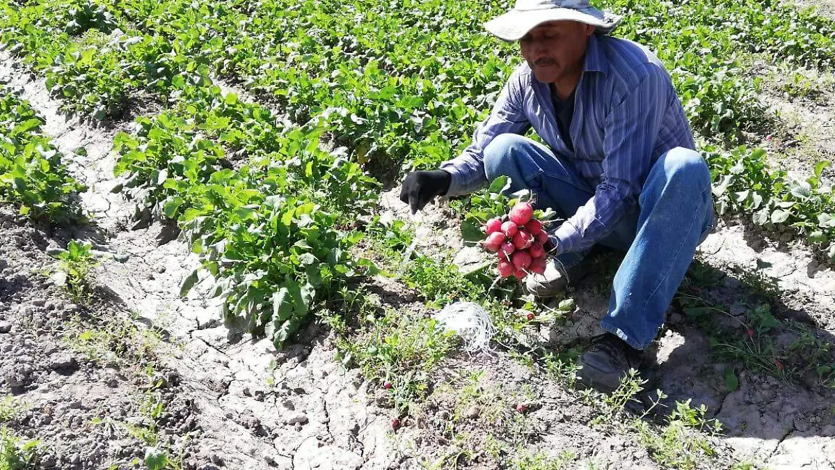 SECTOR AGRICOLA SOLEDAD 4