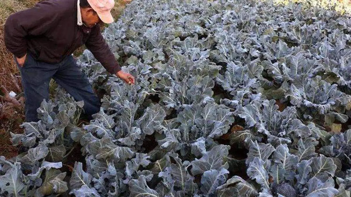 heladas agricultores