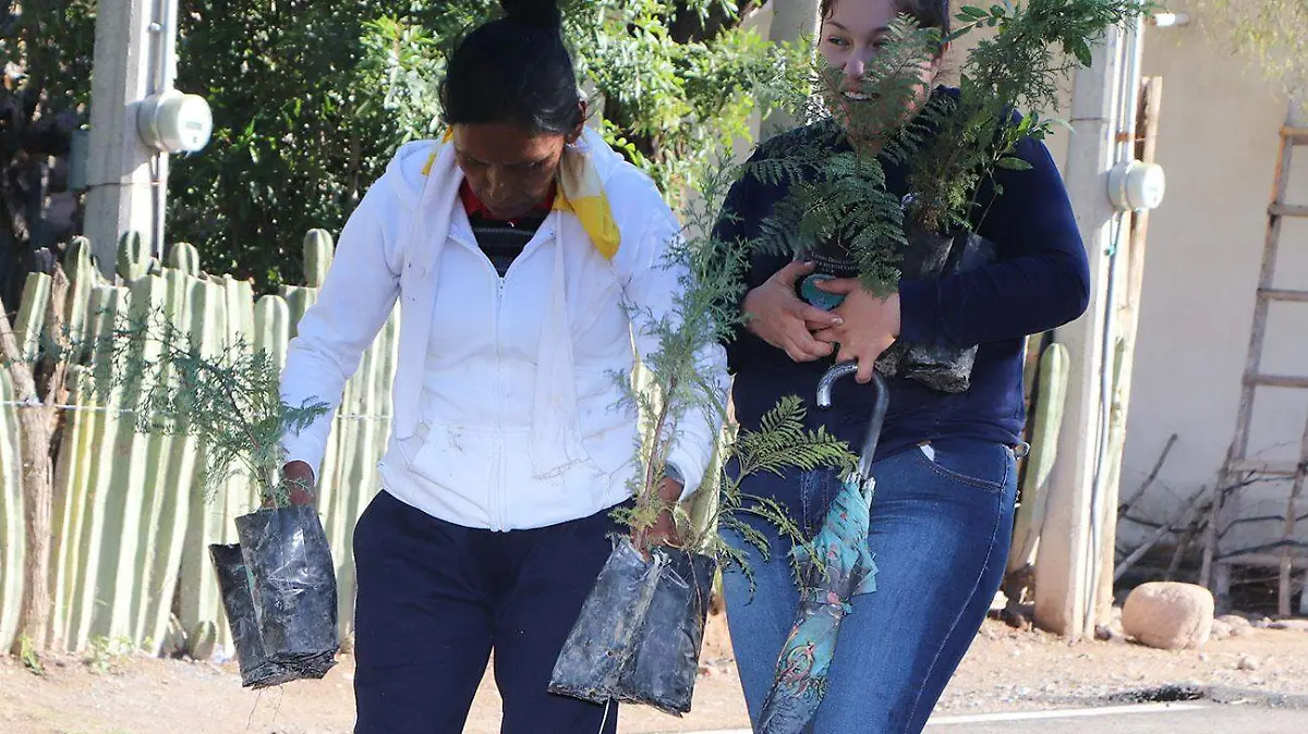 DONACION DE ARBOLES 1