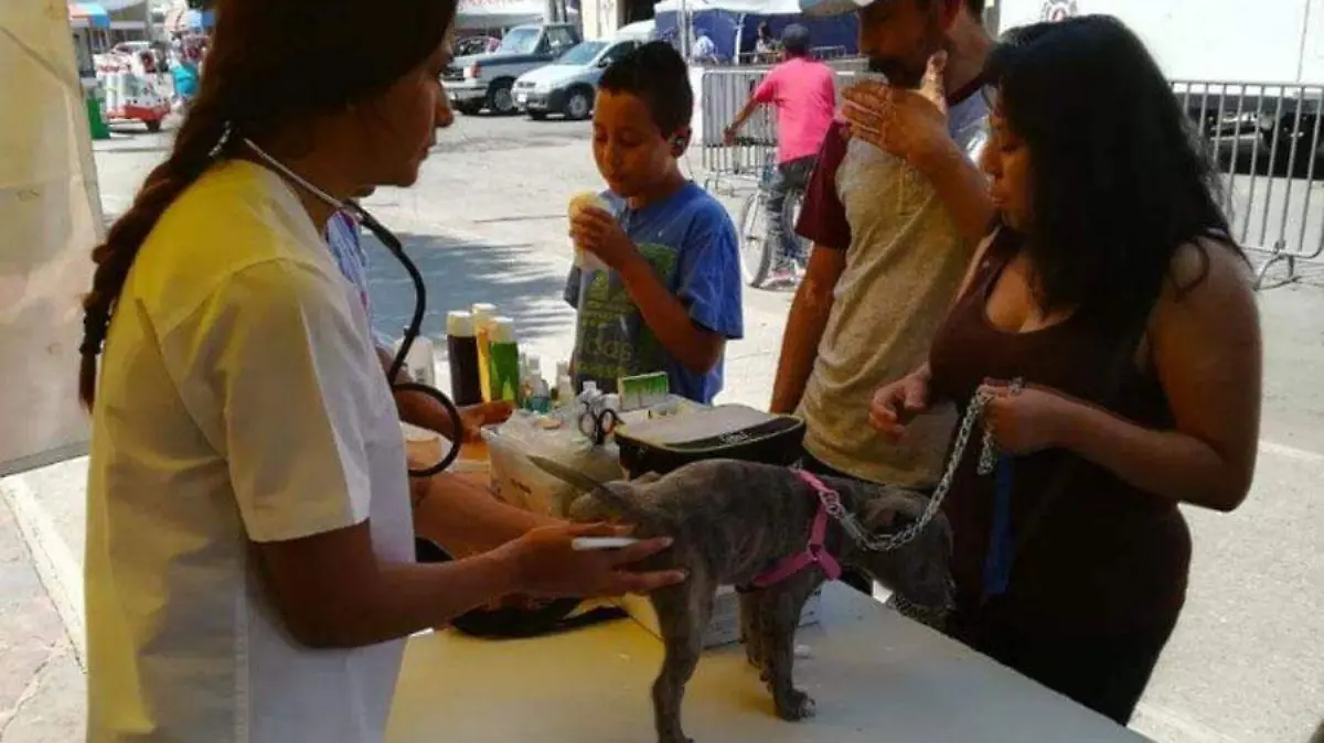 jornada-de-adopción-de-perros-y-gatos