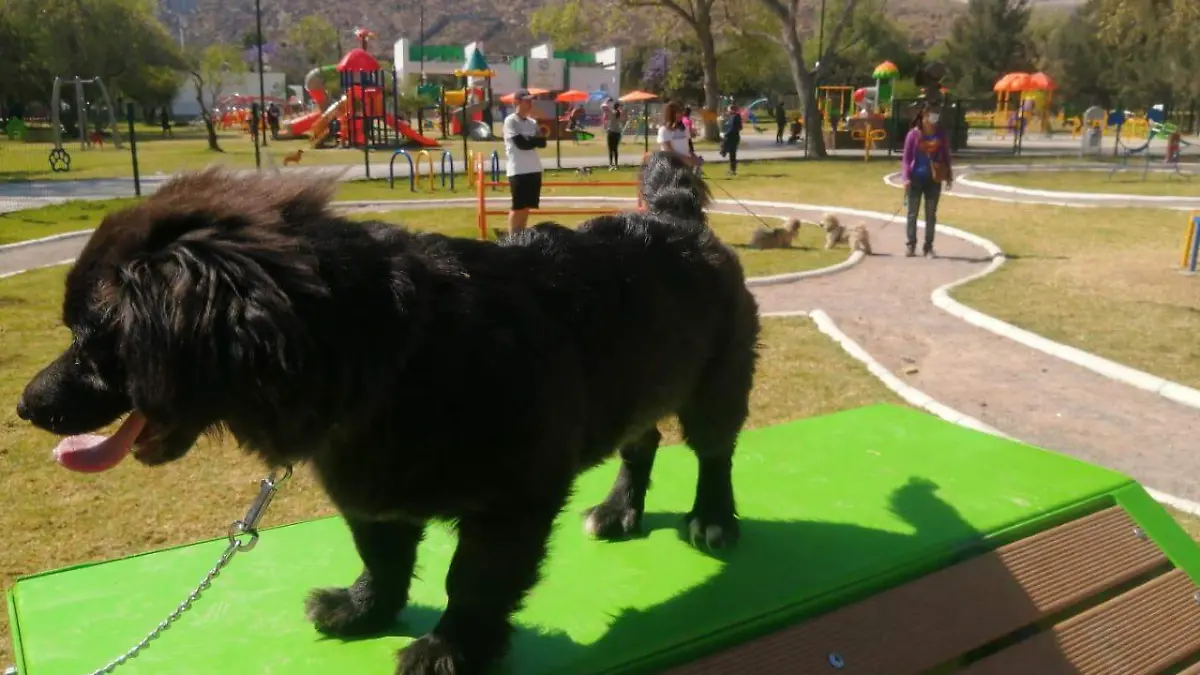 perritos