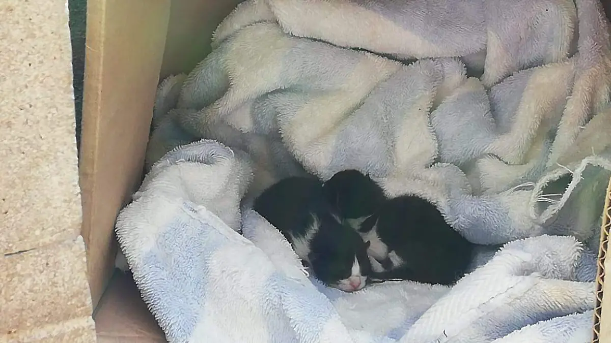 ambudog gatos recien nacidos