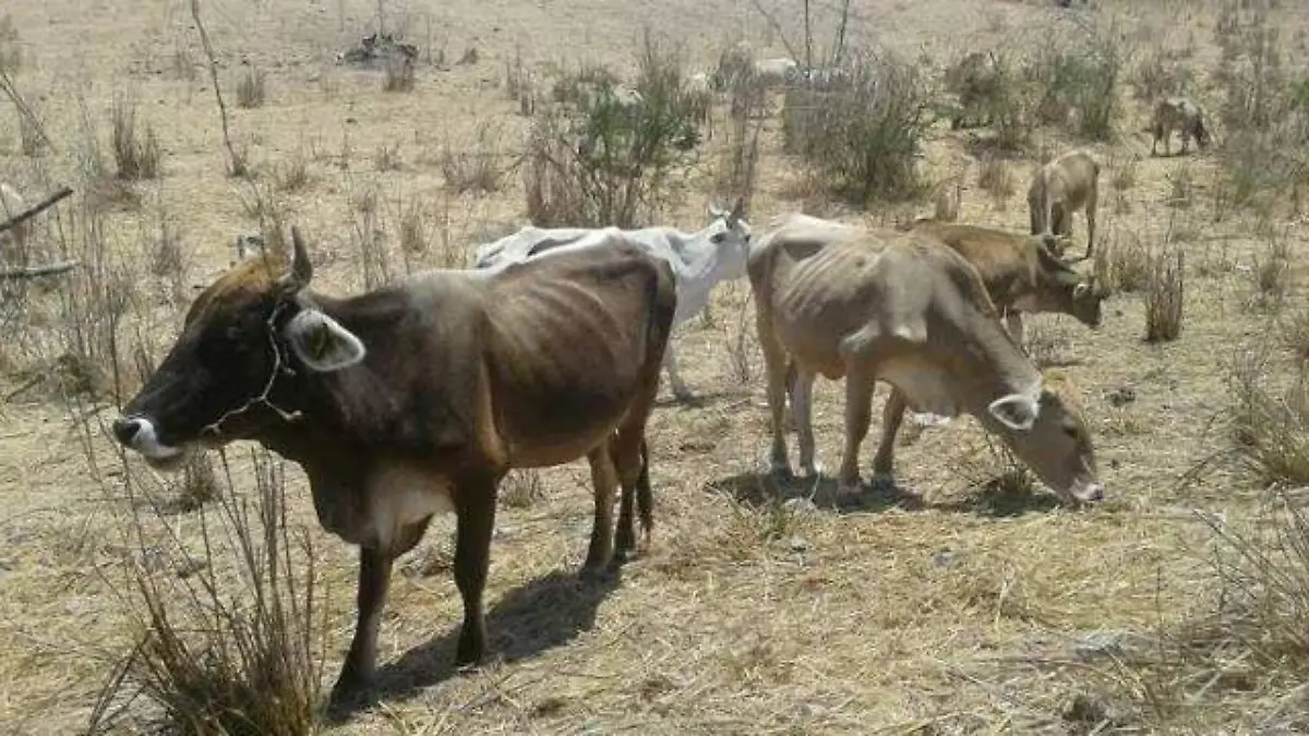 Productores huastecos