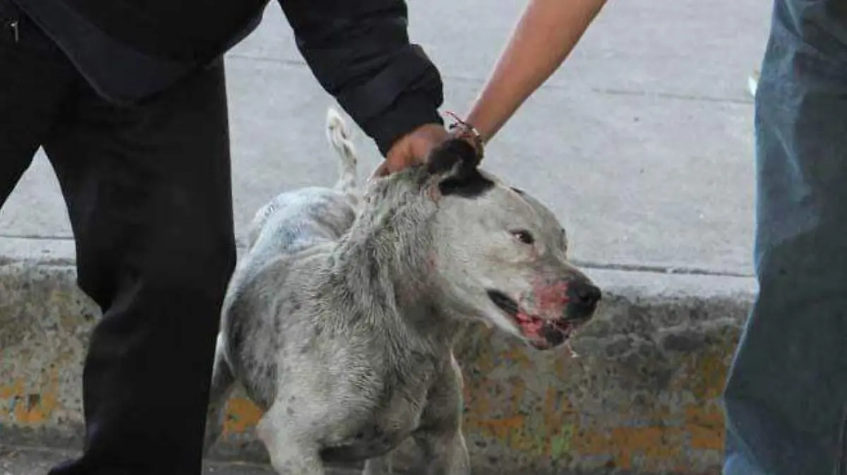 NO AL MALTRATO ANIMAL 2