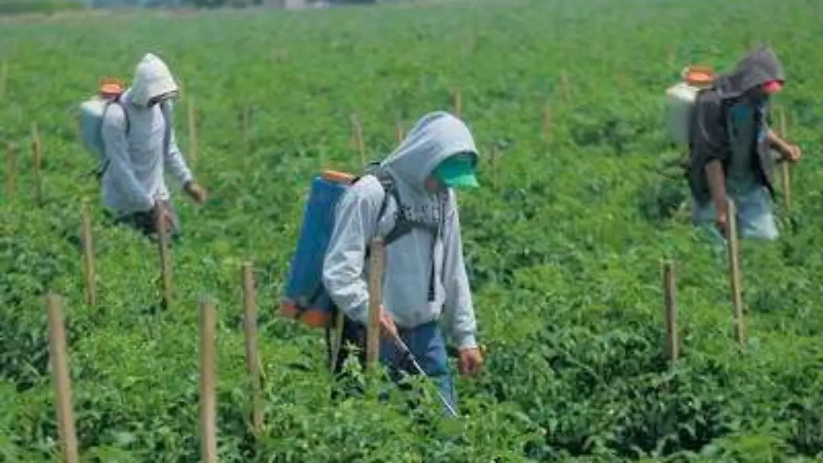 agricolas