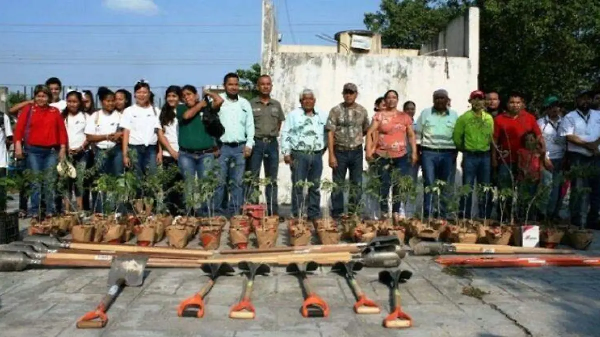 acciones reforestacion