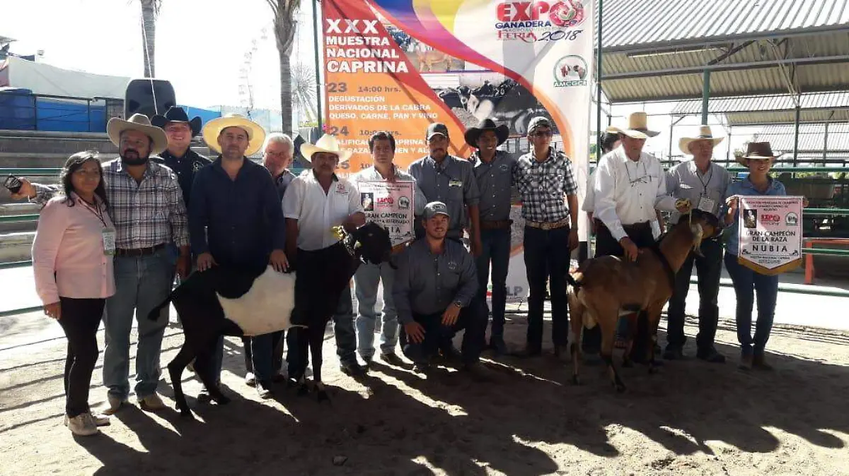 Cabras Facultad de Agronomía XXX muestra caprina  (2)