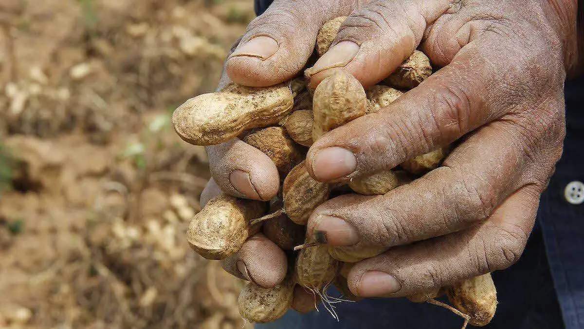 cacahuate