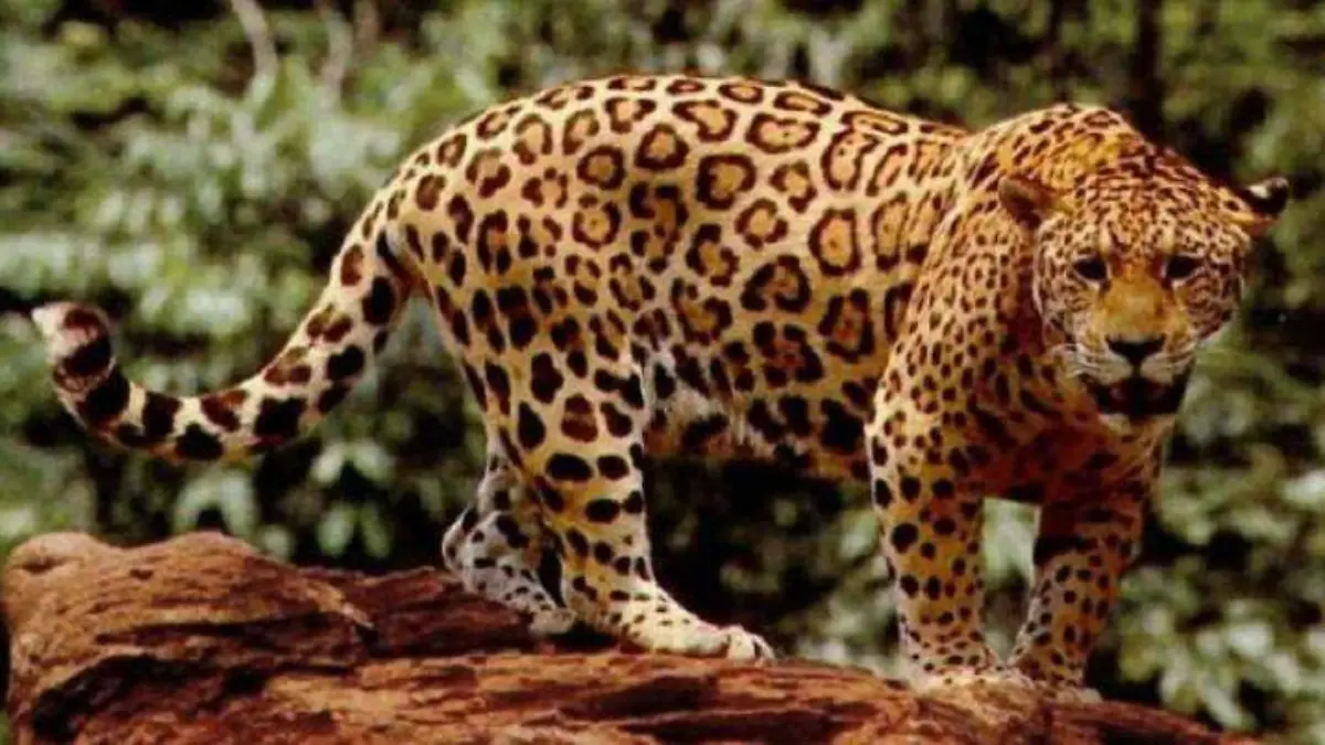 Felinos