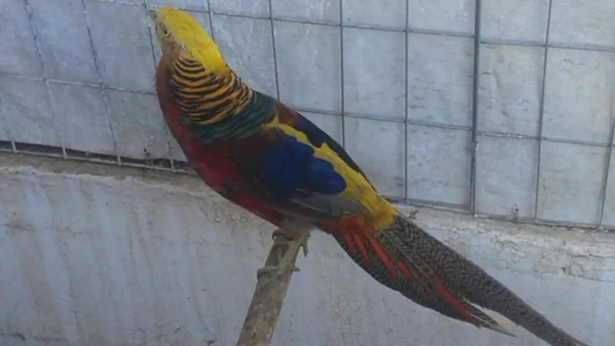 trafico de animales SLP (1)