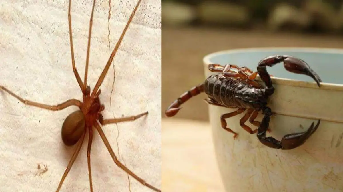 insectos