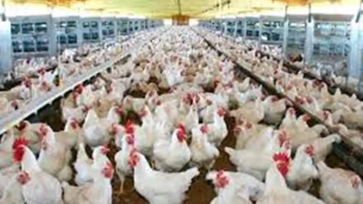 productoras de huevo generan gran contaminación
