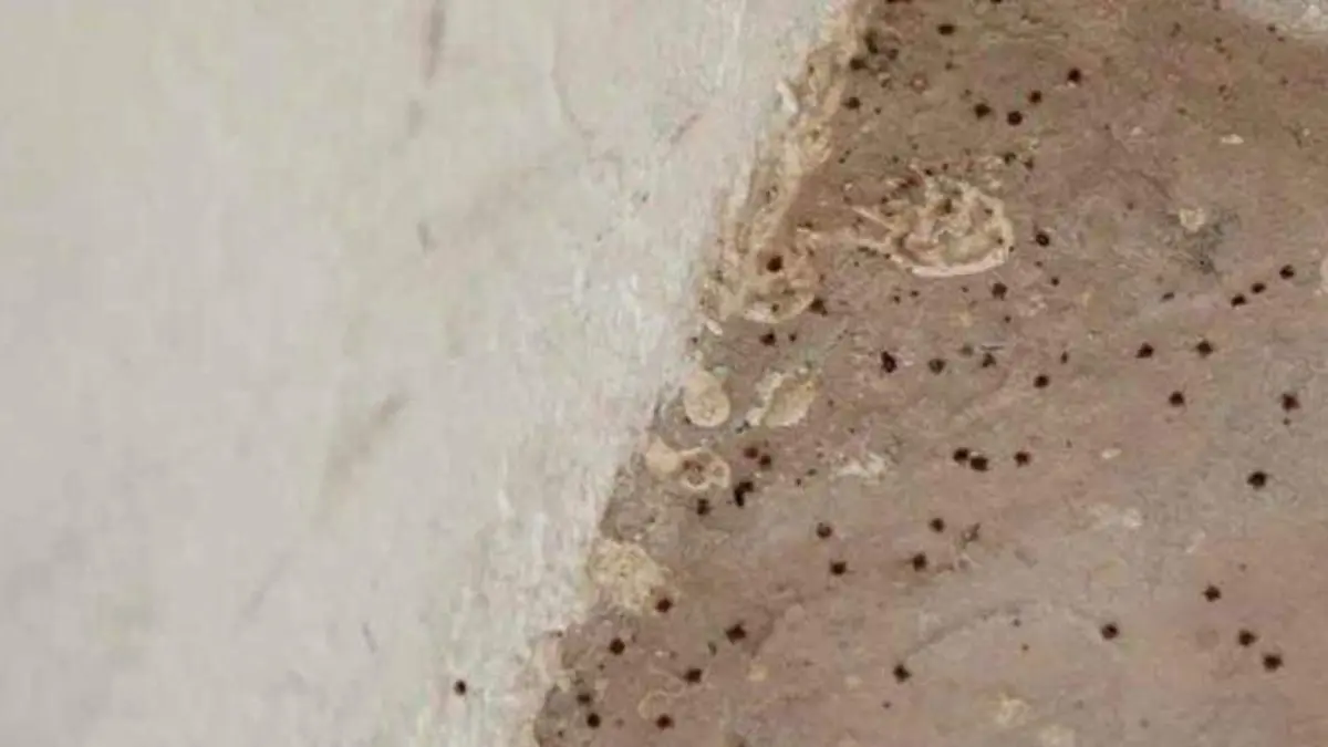 infestacion garrapatas