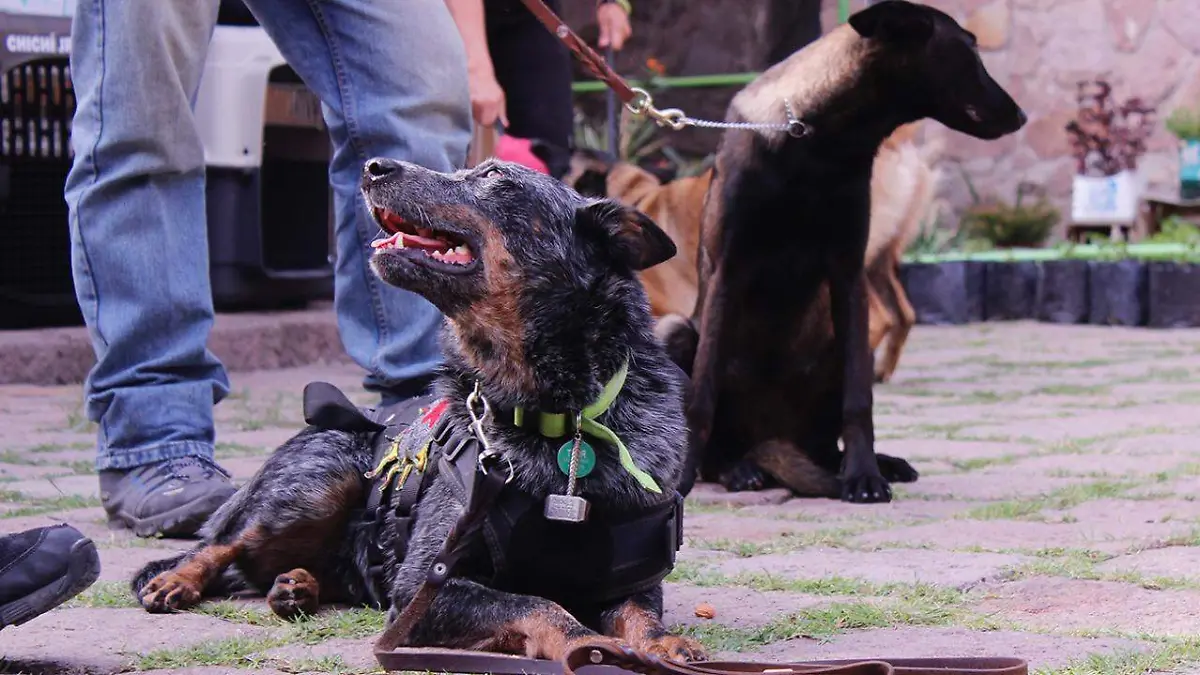 perritos